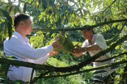 Ông Ngô Văn Sơn (người bên phải) ở ấp 1, xã Cẩm Sơn, huyện Cai Lậy, tỉnh Tiền Giang kiểm tra trái sầu riêng nghịch vụ (trái vụ). Ảnh: Minh Trí - TTXVN