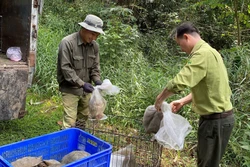 Thả thú hoang về rừng tự nhiên thuộc Vườn quốc gia Bù Gia Mập. Ảnh: TTXVN phát