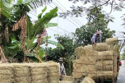 Thu hoạch rơm tại xã Tân Mỹ, huyện Thanh Bình (Đồng Tháp). Ảnh: Nguyễn Văn Trí - TTXVN