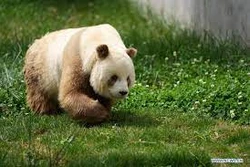 Phát hiện gene khiến một số gấu trúc có màu nâu