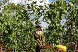 Nông dân huyện Mang Yang thu hoạch chanh leo (chanh dây). Ảnh: gialai.gov.vn