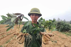 Ngăn ngừa lây lan bệnh khảm lá sắn ở Quảng BÌnh