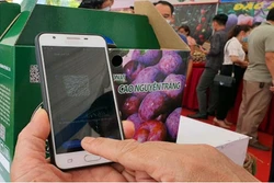 Truy xuất nguồn gốc trên sản phẩm mận Tam hoa Bắc Hà - Lào Cai. Ảnh: laocai.gov.vn