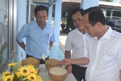 Các đại biểu tham quan khu trưng bày giống lúa BL9. Ảnh: Tuấn Kiệt – TTXVN