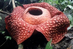 Một bông hoa Rafflesia tại khu bảo tồn thiên nhiên Maninjau ở bang Tây Sumatra, Indonesia. Ảnh: AFP/TTXVN
