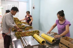 Sơ chế chôm chôm xuất khẩu ở Hợp tác xã nông nghiệp Phú Phụng, huyện Chợ Lách, tỉnh Bến Tre. Ảnh: Công Trí-TTXVN