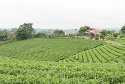 Vùng sản xuất chè an toàn gắn với du lịch cộng đồng tại xóm Cầu Đá, xã nông thôn mới Hoàng Nông, huyện Đại Từm, tỉnh Thái Nguyên. Ảnh: Hoàng Nguyên - TTXVN
