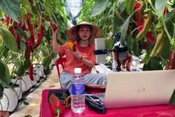 Nhân viên Hợp tác xã Vườn Nhà Đà Lạt (tỉnh Lâm Đồng) trong buổi Livestream bán hàng trực tiếp ngay tại vườn ớt ngọt. Ảnh: Chu Quốc Hùng - TTXVN