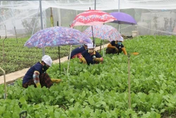 Chăm sóc rau màu trong nhà lưới tại Hợp tác xã rau an toàn Tân Đông (Gò Công Đông, Tiền Giang). Ảnh: Minh Trí - TTXVN