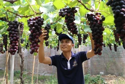 Anh Tống Minh Hoàng (xã Phước Thuận, huyện Ninh Phước) chăm sóc vườn nho Hạ đen. Ảnh: TTXVN phát