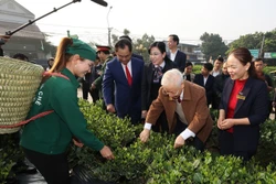 Tổng Bí thư Nguyễn Phú Trọng thăm vườn chè của Hợp tác xã Hảo Đạt, thành phố Thái Nguyên. Ảnh: Trí Dũng– TTXVN
