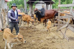 Anh Siu Giang Sơn, làng Vơn, xã Yang Nam, huyện Kong Chro (Gia Lai) là một trong những đảng viên gương mẫu trong phát triển kinh tế. Ảnh: Hồng Điệp - TTXVN