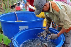 Cà Mau phát triển mô hình nuôi tôm quảng canh cải tiến