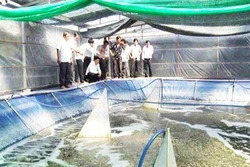 Nông dân Long An gặp khó khăn khi đến với nuôi tôm công nghệ cao