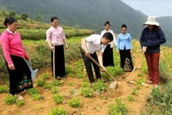 Lai Châu khuyến khích liên kết sản xuất, tiêu thụ nông sản