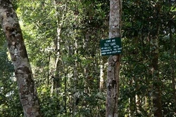 Đắk Nông điều tiết, cân đối chi trả dịch vụ môi trường rừng