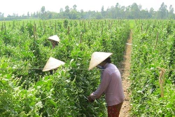 Hiệu quả từ mô hình trồng mồng tơi lấy hạt ở An Giang
