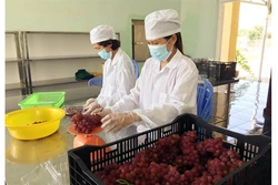 Ninh Thuận khuyến khích đầu tư công nghệ bảo quản nông sản