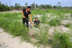 Làm giàu trên vùng cát trắng