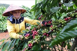 Đánh giá kết quả chương trình tái canh cà phê giai đoạn 2014 - 2020