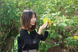  Hàng vạn du khách đến chiêm ngưỡng hoa dã quỳ tại Vườn Quốc gia Ba Vì, Hà Nội