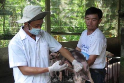 Bộ Nông nghiệp và Phát triển nông thôn khuyến cáo người chăn nuôi không bán lợn bệnh