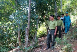 Tuyên Quang phát triển rừng trồng theo tiêu chuẩn quốc tế