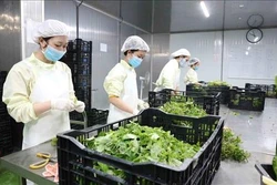 Lâm Đồng xây dựng 200 chuỗi liên kết sản xuất, chế biến, tiêu thụ nông sản