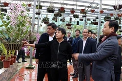 Lai Châu thúc đẩy lợi thế phát triển hoa, cây cảnh, cây dược liệu, nông nghiệp hữu cơ