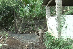 Kon Tum: Chăn nuôi tự phát gây ô nhiễm môi trường