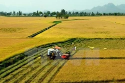 Trà Vinh hỗ trợ gần 1.000 hộ dân chuyển đổi sản xuất