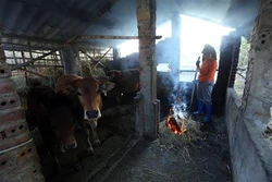 Người dân biên giới lòng chảo Mường Thanh chủ động phòng chống rét cho gia súc