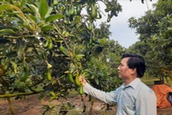 Thu nhập cao từ trồng bơ trái vụ
