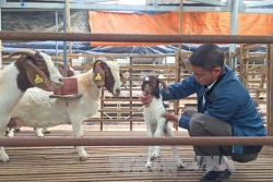 Kỹ thuật nuôi dê lấy sữa