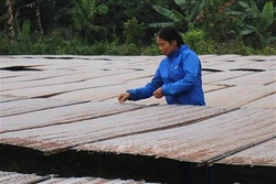 Làng nghề miến đao Giới Phiên tất bật vào vụ Tết Kỷ Hợi
