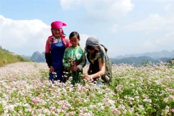 Có một loài hoa "Tím miên man, dịu vợi đến nao lòng"