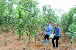 Phát triển cây quế trên vùng đất chiến khu Định Hóa 