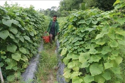 Trà Vinh khuyến khích nông dân đổi cây trồng để tránh khô hạn