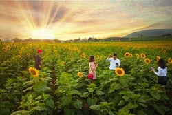 Nghệ An tổ chức Lễ hội hoa hướng dương năm 2019