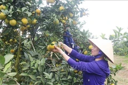 Nghệ An phát triển các mô hình trồng rau, củ hiệu quả