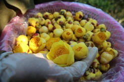 Trà hoa vàng, cây thoát nghèo của người dân Ba Chẽ