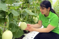 Làm giàu từ mô hình sản xuất nông nghiệp hữu cơ tại Quảng Trị