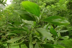 Kỹ thuật trồng Keo tai tượng