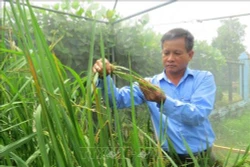 Nông dân Đồng Tháp với đam mê sáng tạo lúa giống đặc sản