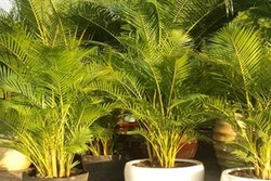 Kỹ thuật trồng cây cau vàng