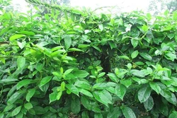 Kỹ thuật trồng dây thìa canh 