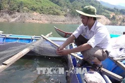 Đề nghị tỉnh Quảng Ngãi hỗ trợ người nuôi cá lồng bè ở huyện Bình Sơn chuyển đổi ngành nghề