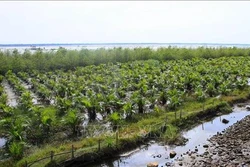 Thanh Hóa dành 93 tỷ đồng trồng, phục hồi rừng ven biển