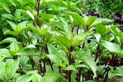 Kỹ thuật trồng và bón phân cho cây rau húng
