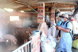 Kiên Giang kiểm soát chặt việc tái đàn lợn trước diễn biến phức tạp của dịch tả lợn châu Phi